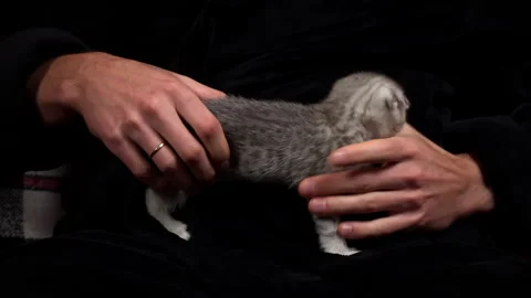 Gray Tabby Cute Kittens are Having Fun in Arms of Their Owner Stock Footage 260796672