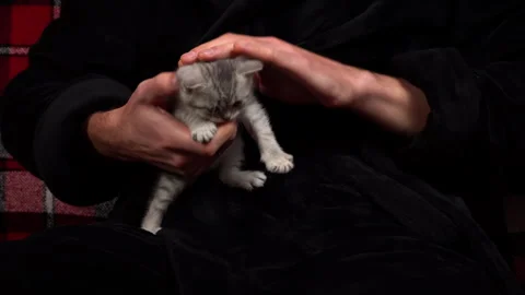 Gray Tabby Cute Kittens are Having Fun in Arms of Their Owner Stock Footage 260935616