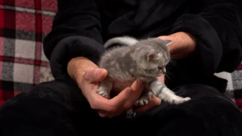 Gray Tabby Cute Kittens are Having Fun in Arms of Their Owner Stock Footage 264117629