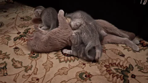 Gray Tabby Cute Kittens Suck the Breast of Their Mother Cat Stock Footage 261587677