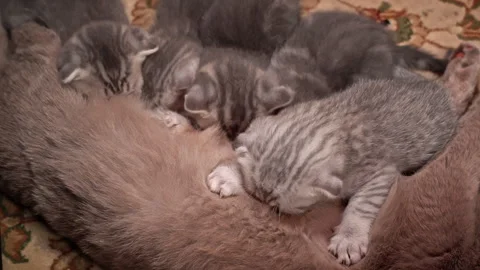 Gray Tabby Cute Kittens Suck the Breast of Their Mother Cat Video stock 261957766
