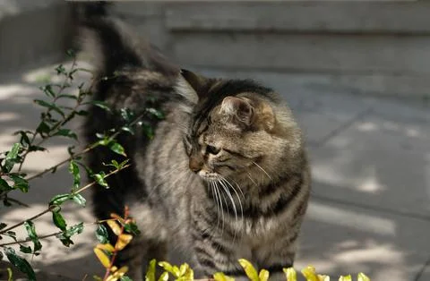 Gray tabby fluffy cat is walking on the street. Concept for veterinary clinic. Stock Photos