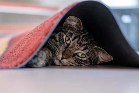 Gray tabby house cat hides under a carpet and looks at the camera Stock Photos