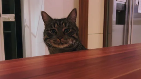 A gray tabby house cat looks curiously over the edge of the table Video stock 169207883