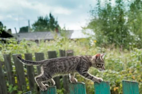Gray tabby kitten learns to walk on the fence Stock Photos