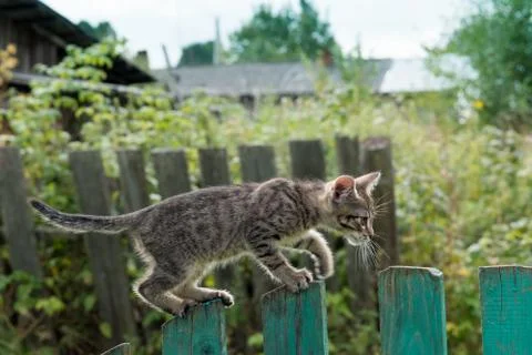 Gray tabby kitten learns to walk on the fence Stock Photos
