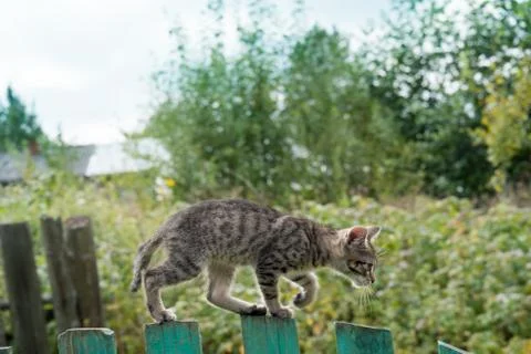 Gray tabby kitten learns to walk on the fence Stock Photos