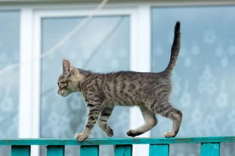 Gray tabby kitten learns to walk on the fence Stock Photos