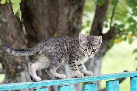Gray tabby kitten learns to walk on the fence Stock Photos