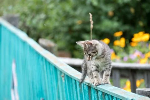 Gray tabby kitten learns to walk on the fence Stock Photos
