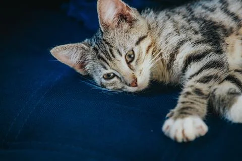 Gray tabby kitten lying on a blue fabric surface, displaying distinctive st.. Stock Photos