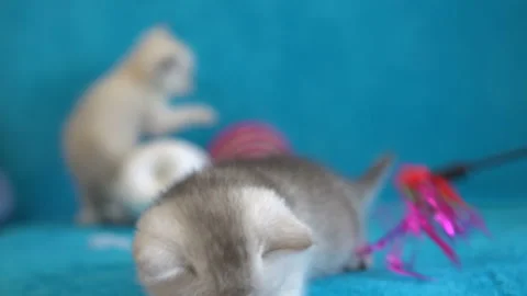 A gray tabby kitten playing with a toy - feather, on blue sofa Stock Footage 98274300