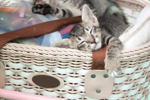 Gray tabby kitten sleeping Foto stock