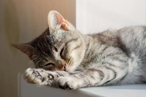 Gray tabby kitten sleeps on the windowsill of the house. Stock Photos