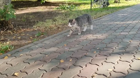 Gray tabby kitty walking on stone path in garden. Cat has white chest and paws Stock Footage 317989048