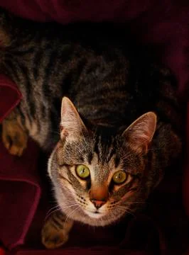 Gray Tabby Looking at Camera Stock Photos