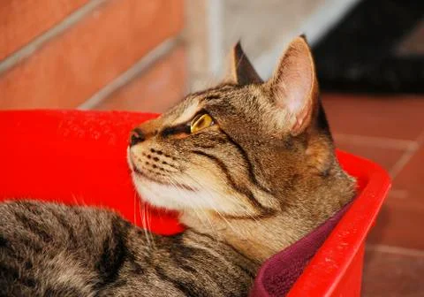 Gray Tabby Looking to Side Stock Photos