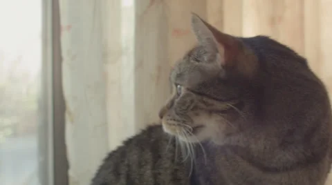 Gray Tabby near Window, Close Up Stock Footage 39104161
