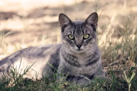 Gray Tabby Stock Photos