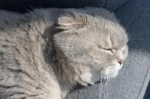 A gray tabby scottish fold eared cat slepping on gray sofa Stock Photos