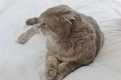 A gray tabby scottish fold eared cat sitting on white bed Foto stock
