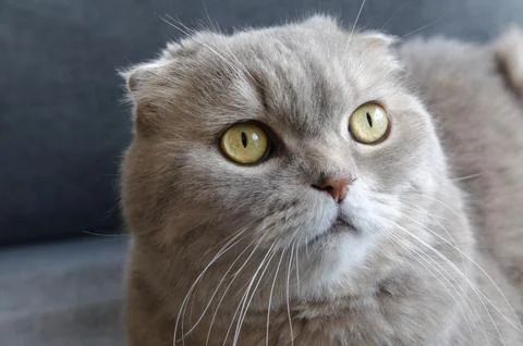 A gray tabby scottish fold eared cat sitting on gray sofa Stock Photos