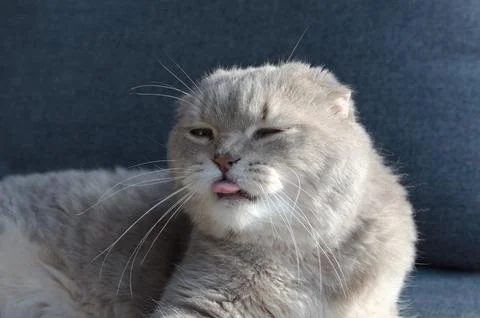A gray tabby scottish fold eared cat with tongue Foto stock
