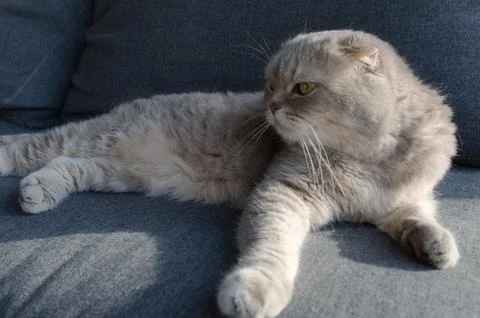 A gray tabby scottish fold eared cat sitting on gray sofa Stock Photos