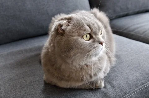 A gray tabby scottish fold eared cat sitting on gray sofa Stock Photos