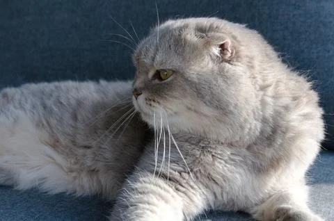 A gray tabby scottish fold eared cat sitting on gray sofa Stock Photos
