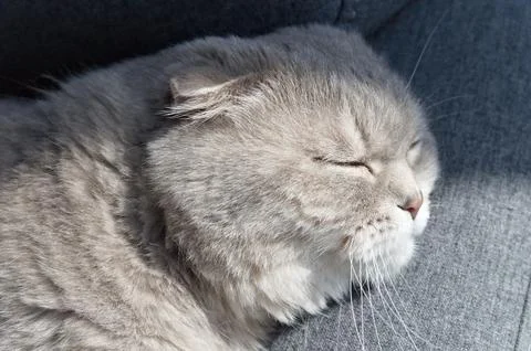 A gray tabby scottish fold eared cat slepping on gray sofa Foto stock
