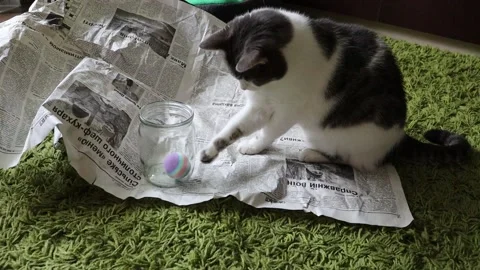 Gray Tabby Sleepy Cat Playing on a newspaper Stock Footage 160810999