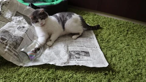 Gray Tabby Sleepy Cat Playing on a newspaper 2 Stock Footage 160811191