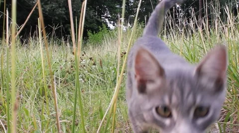 Gray tabby sniffs lens Stock Footage 6823299