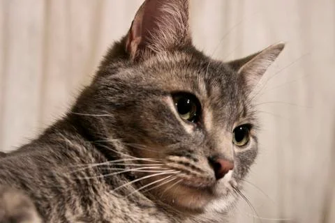 Gray Taby Cat Portrait Stock Photos