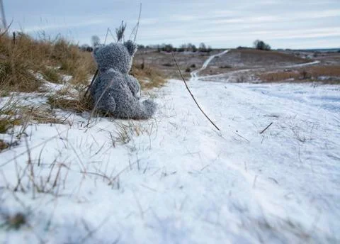 A gray teddy bear sits with its back to us and looks into the distance at the Stock Photos