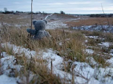 A gray teddy bear sits with its back to us and looks into the distance at the Stock Photos