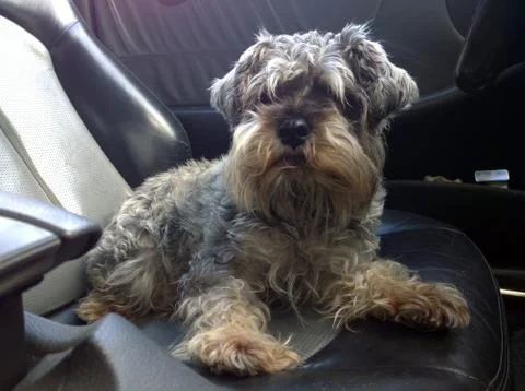 Gray Terrier in the car Foto stock