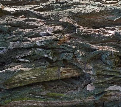 Gray texture of acacia tree bark, full frame Stock Photos