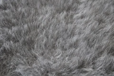 Gray texture background. Fur background Foto stock