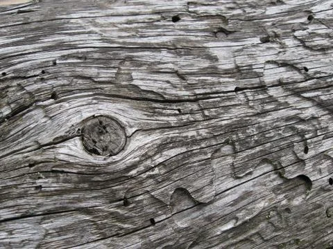 Gray texture of an old tree, eaten by bark beetle with knots tree drawing and Stock Photos