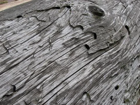 Gray texture of an old tree, eaten by bark beetle with knots tree drawing and Stock Photos