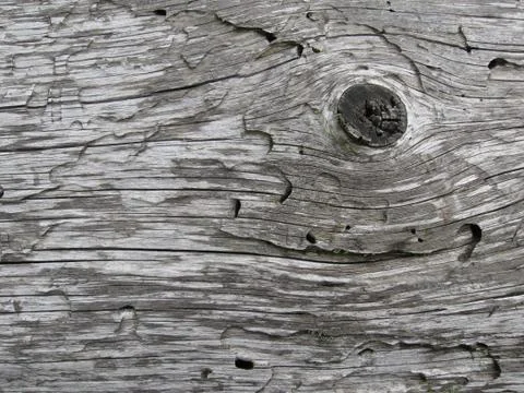Gray texture of an old tree, eaten by bark beetle with knots tree drawing and Stock Photos