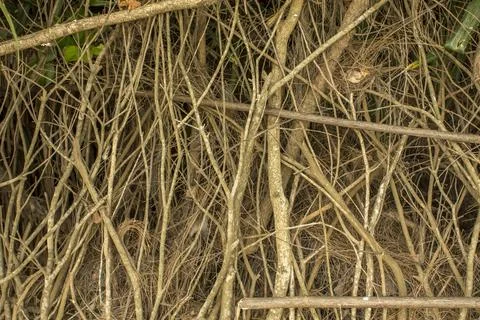 Gray thick dry branches in the forest Foto stock