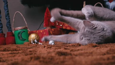 Gray Thoroughbred Cat Plays with New Year's Toys on a Christmas Tree Stock Footage 229497133