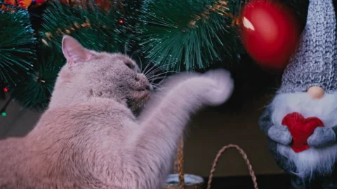 Gray Thoroughbred Cat Plays with New Year's Toys on a Christmas Tree Stock Footage 236665035