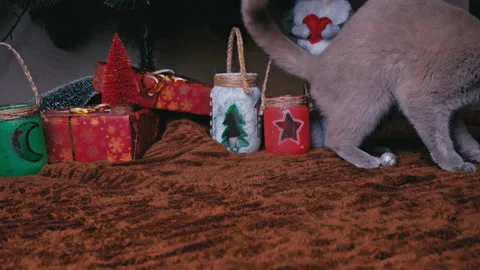 Gray Thoroughbred Cat Plays with New Year's Toys on a Christmas Tree Stock Footage 236772479