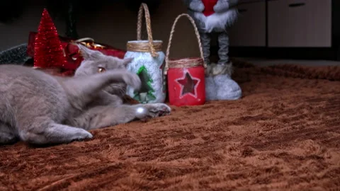 Gray Thoroughbred Cat Plays with New Year's Toys on a Christmas Tree Stock Footage 237108282