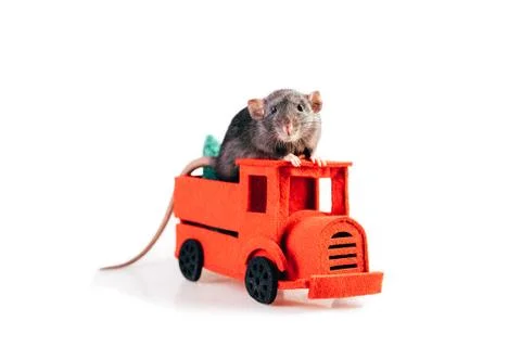 Gray thoroughbred rat sitting in the red felt machine Stock Photos