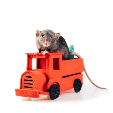 Gray thoroughbred rat sitting in the red felt machine Foto stock